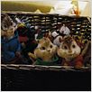 Alvin e os Esquilos : foto