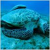 Oceanos : foto