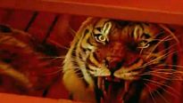 <strong>As Aventuras de Pi</strong> clip Original