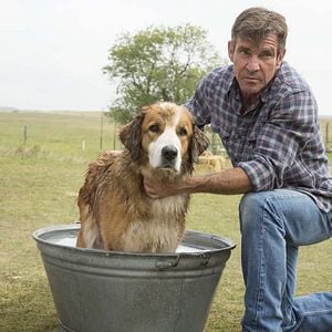 Quatro Vidas De Um Cachorro Filme 2017 Adorocinema