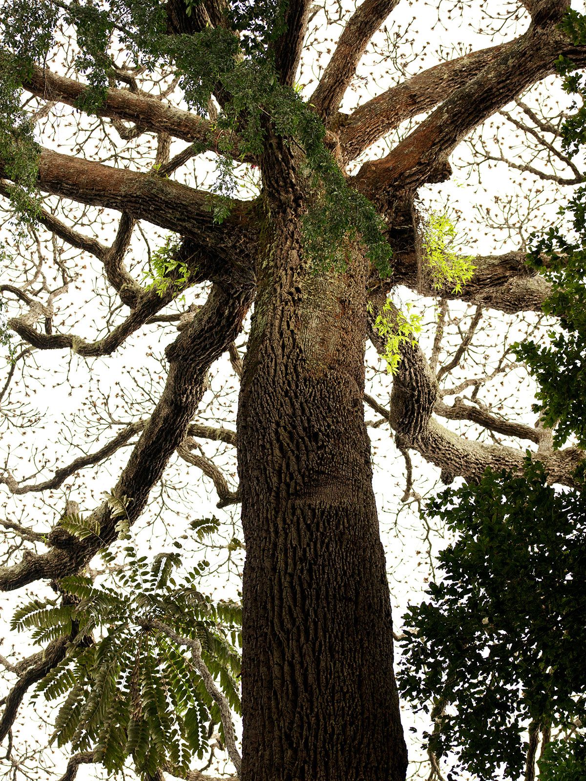 Foto Do Filme Era Uma Vez Uma Floresta Foto De Adorocinema