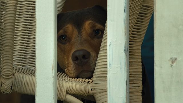 A Caminho de Casa Clipe "Vai Pra Casa" Legendado