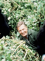 Pôster de A Gorilla Story: Told by David Attenborough