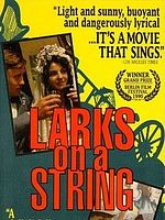 Pôster de Andorinhas Por um Fio