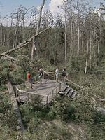 Pôster de Acid Forest