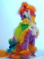 Pôster de Well Groomed