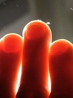 Pôster de Animal Indireto