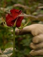 Pôster de Une Fleur à la bouche