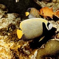 Foto Jacques-Yves Cousteau