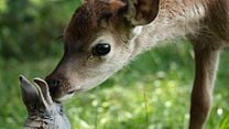 imagem de Bambi: Uma Aventura na Floresta Trailer Dublado
