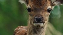 imagem de Bambi: Uma Aventura na Floresta Trailer Legendado
