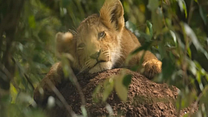 imagem de Lion 1ªTemporada Trailer Original