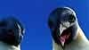 imagem de Happy Feet - O Pinguim Trailer (3) Original