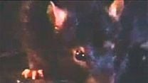 imagem de Ben, o Rato Assassino Trailer Original