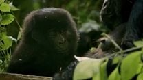 imagem de Virunga Trailer Legendado