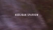 imagem de Hooligan Sparrow Trailer Original