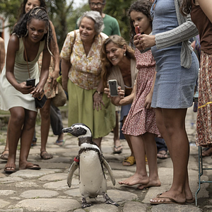 Foto Meu Amigo Pinguim