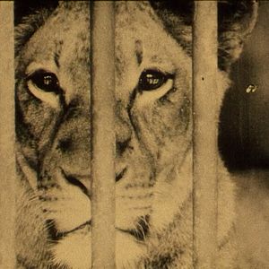 Foto Bestiari, erbari, lapidari