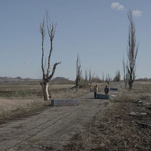 Foto Abelhas Cinzentas