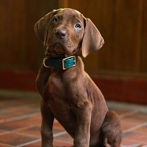 Foto Scooby-Doo: A Origem