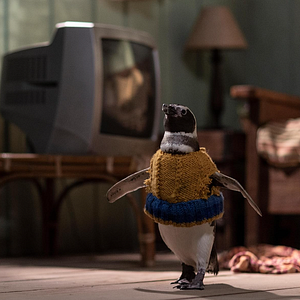 Foto Meu Amigo Pinguim