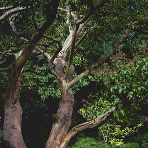 Foto A Única Saída