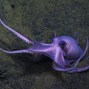 Foto Segredos dos Polvos