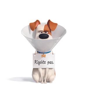 Foto Pets - A Vida Secreta dos Bichos 2