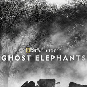 Foto Elefantes Fantasmas