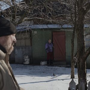 Foto Abelhas Cinzentas