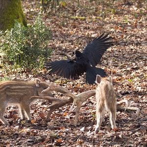 Foto Bambi: Uma Aventura na Floresta