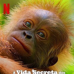 Foto Secret Lives of Orangutans