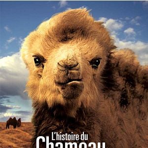 Foto Camelos Também Choram