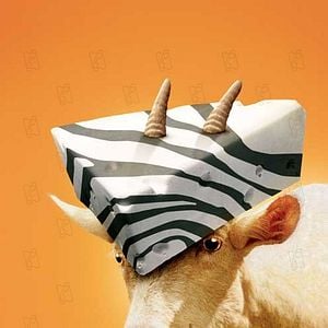 Foto Deu Zebra!