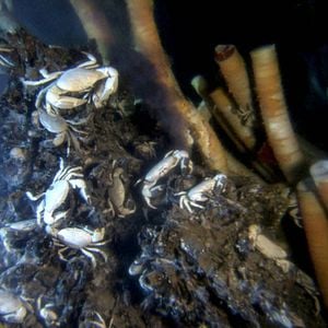 Foto Criaturas das Profundezas