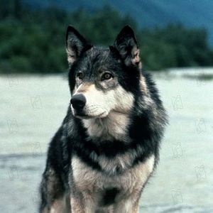 Foto Caninos Brancos