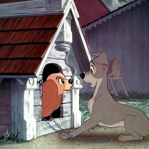 Foto A Dama e o Vagabundo