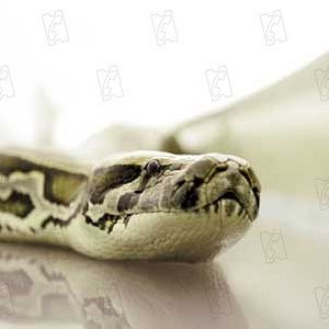 Foto Serpentes a Bordo