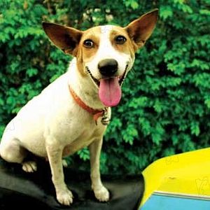 Foto Wisit Sasanatieng