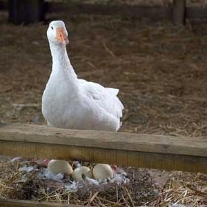 Foto A Menina e o Porquinho