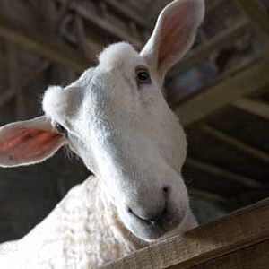 Foto A Menina e o Porquinho