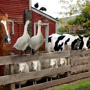 Foto A Menina e o Porquinho