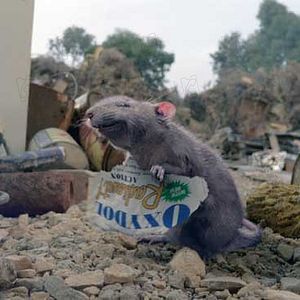 Foto A Menina e o Porquinho