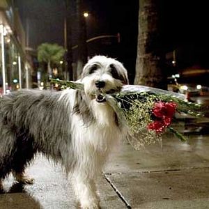 Foto Soltando os Cachorros