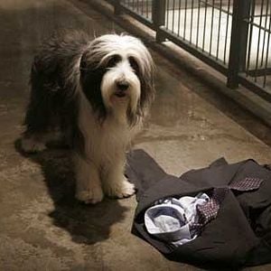 Foto Soltando os Cachorros