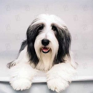 Foto Soltando os Cachorros