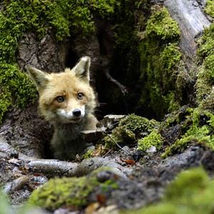 Foto Le renard et l'enfant