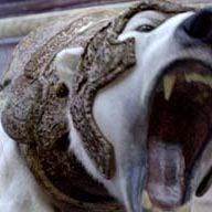 Foto A Bússola de Ouro