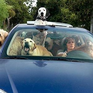 Foto Amor Pra Cachorro