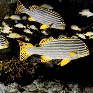 Foto O Mundo do Silêncio